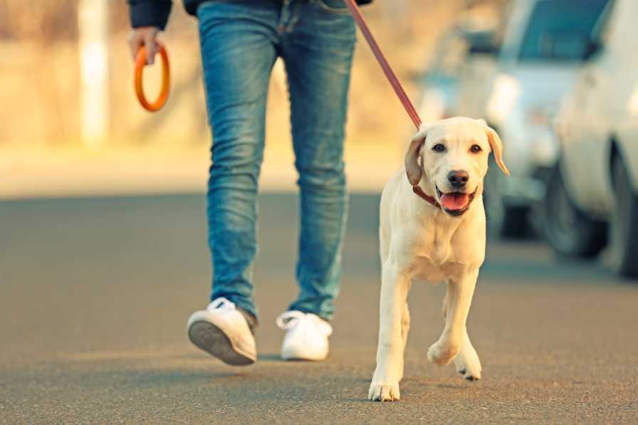 قانون سگ گردانی در معابر عمومی